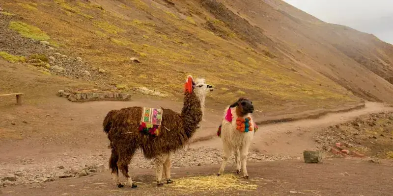 Montaña Arcoíris Full Day - Local Trekkers Perú - Local Trekkers Peru